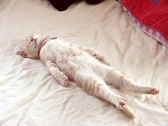 ガルちゃんで画像(サイト)を貼り付ける方法＆練習Part3