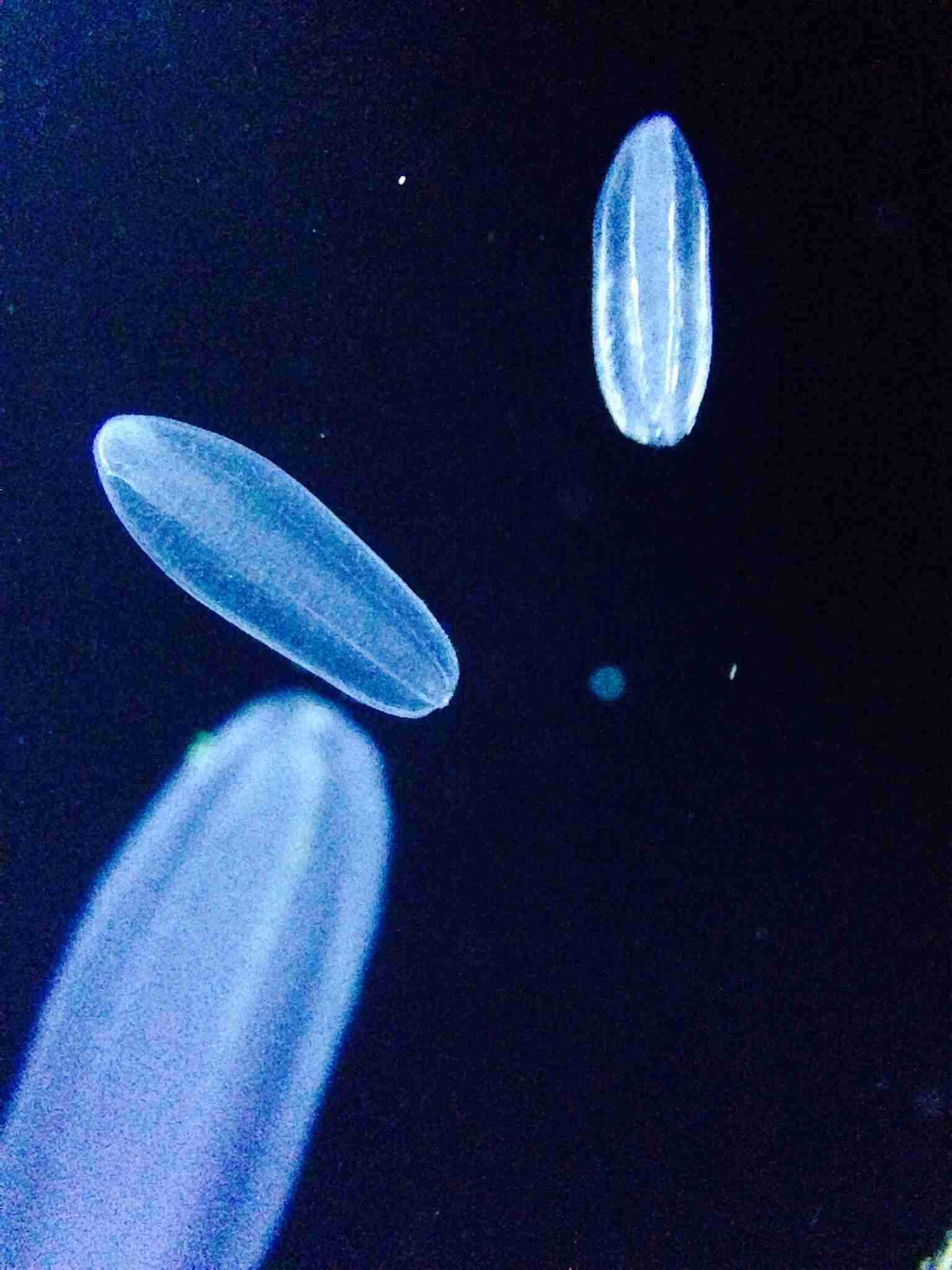 ガルちゃんで画像(サイト)を貼り付ける方法＆練習Part3