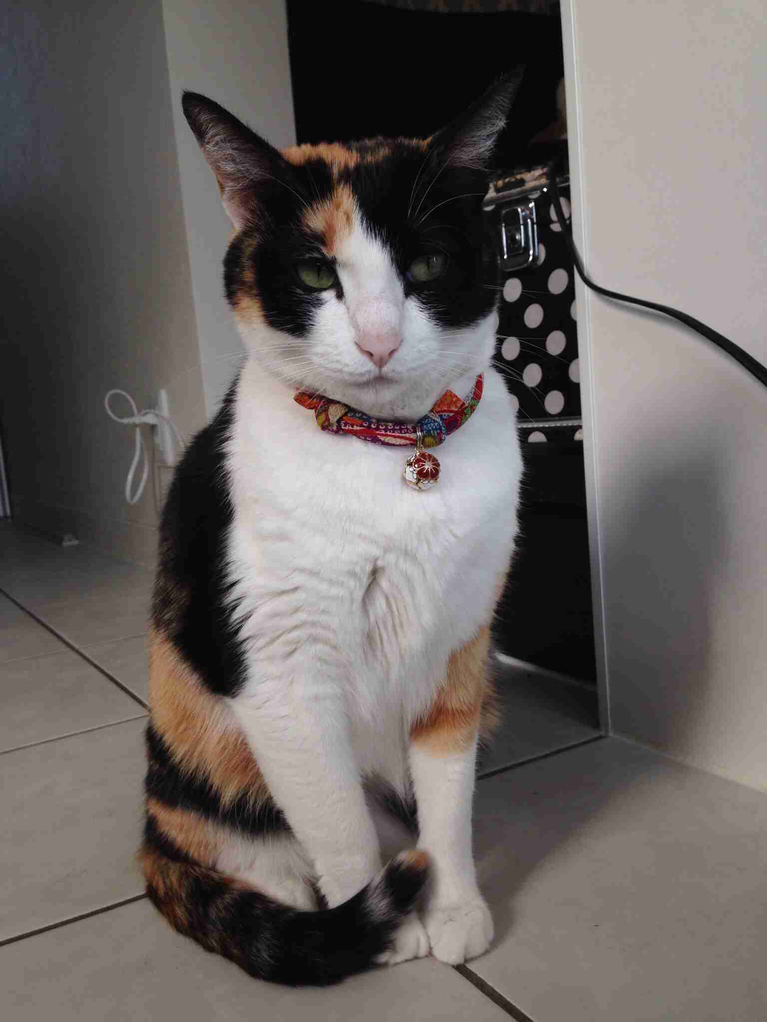 ガルちゃんで画像(サイト)を貼り付ける方法＆練習Part3