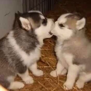 ガルちゃんで画像(サイト)を貼り付ける方法＆練習Part3