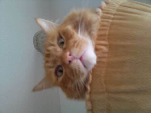 ガルちゃんで画像(サイト)を貼り付ける方法＆練習Part3