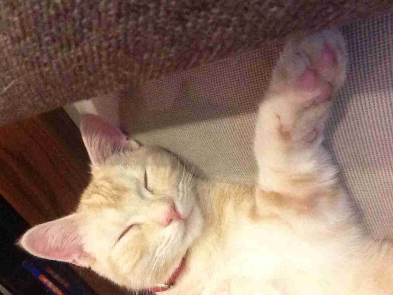 ガルちゃんで画像(サイト)を貼り付ける方法＆練習Part3