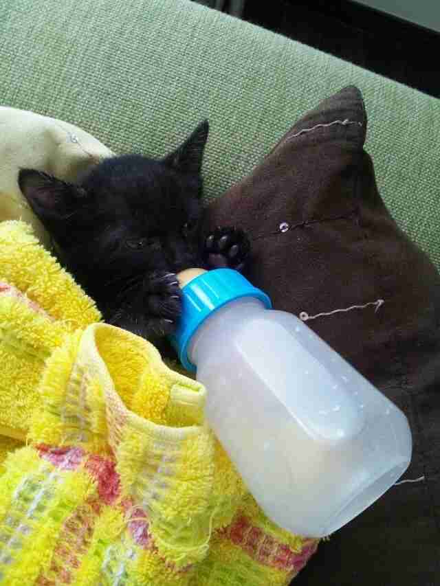 ガルちゃんで画像(サイト)を貼り付ける方法＆練習Part3