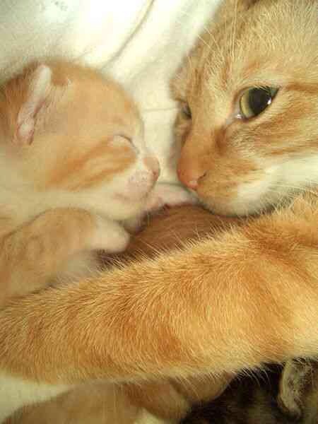 ガルちゃんで画像(サイト)を貼り付ける方法＆練習Part3