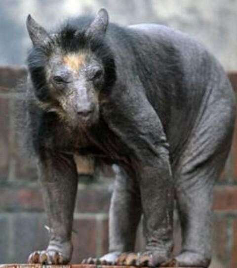 ガルちゃんで画像(サイト)を貼り付ける方法＆練習Part3