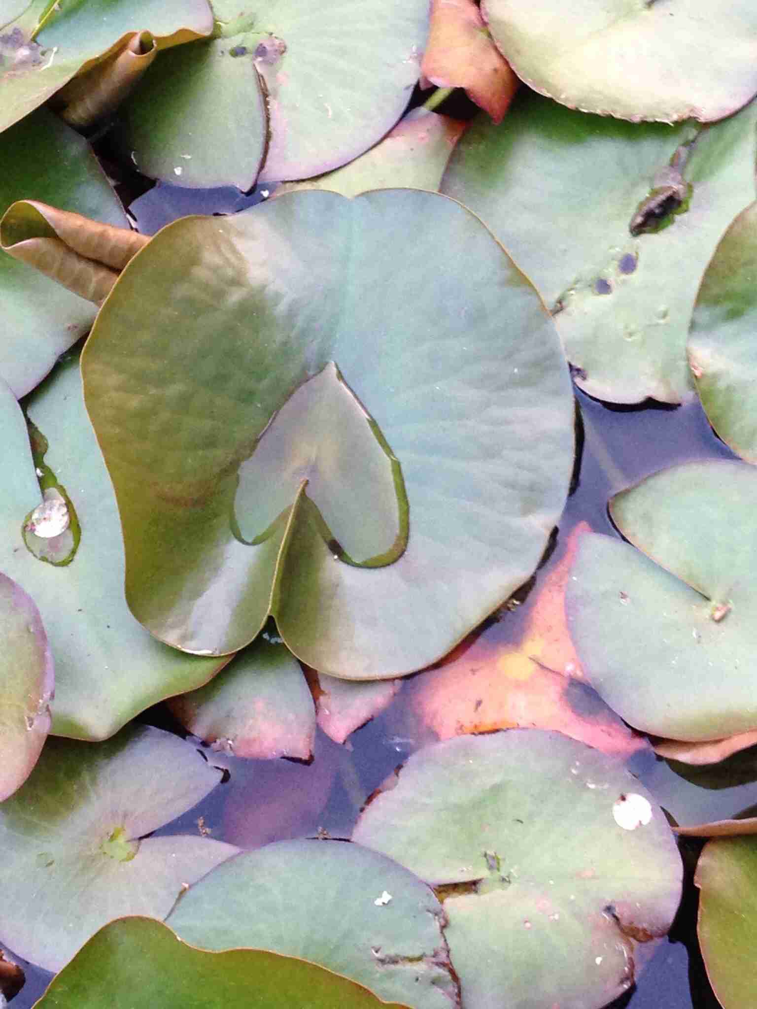 ガルちゃんで画像(サイト)を貼り付ける方法＆練習Part3