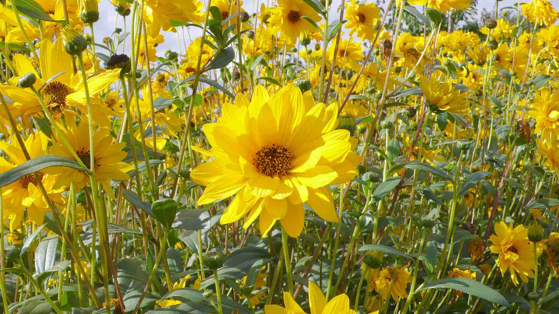 ガルちゃんで画像(サイト)を貼り付ける方法＆練習Part3