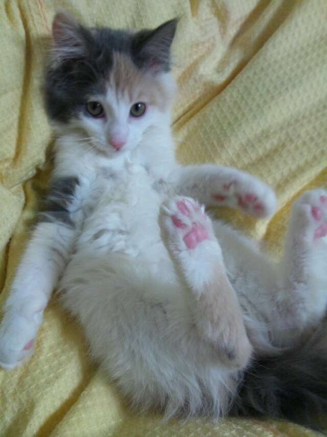 ガルちゃんで画像(サイト)を貼り付ける方法＆練習Part3