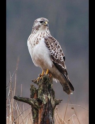 ガルちゃんで画像(サイト)を貼り付ける方法＆練習Part3