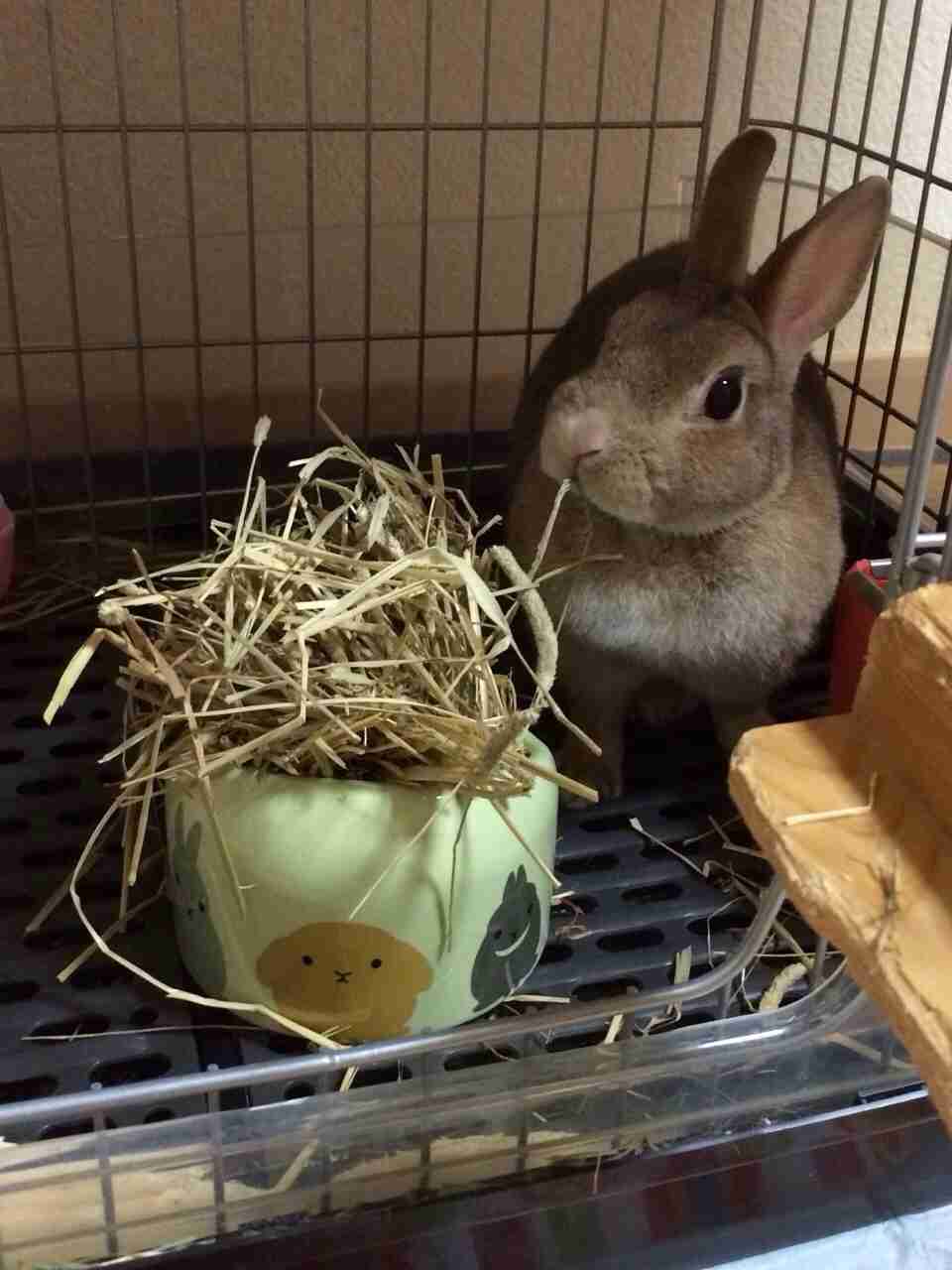 ガルちゃんで画像(サイト)を貼り付ける方法＆練習Part3