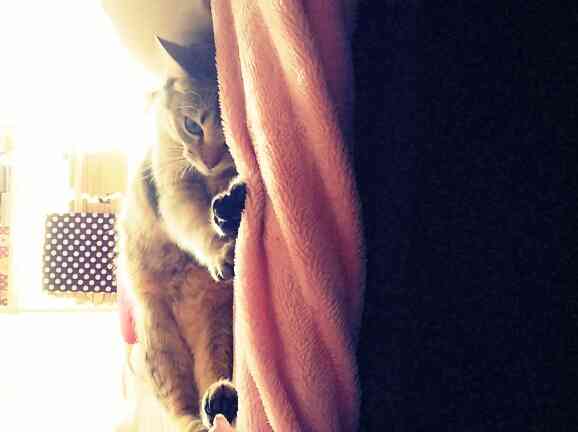 ガルちゃんで画像(サイト)を貼り付ける方法＆練習Part3