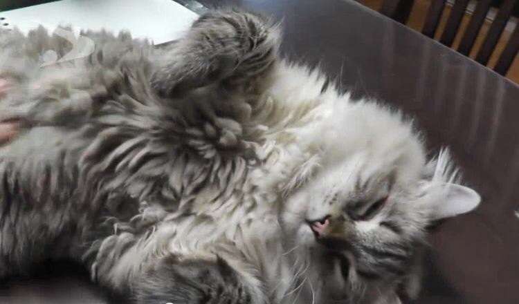 ガルちゃんで画像(サイト)を貼り付ける方法＆練習Part3