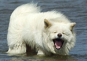 ガルちゃんで画像(サイト)を貼り付ける方法＆練習Part3