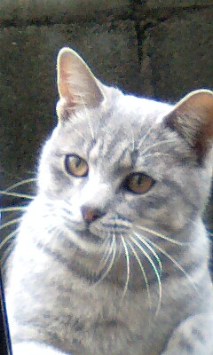 ガルちゃんで画像(サイト)を貼り付ける方法＆練習Part3