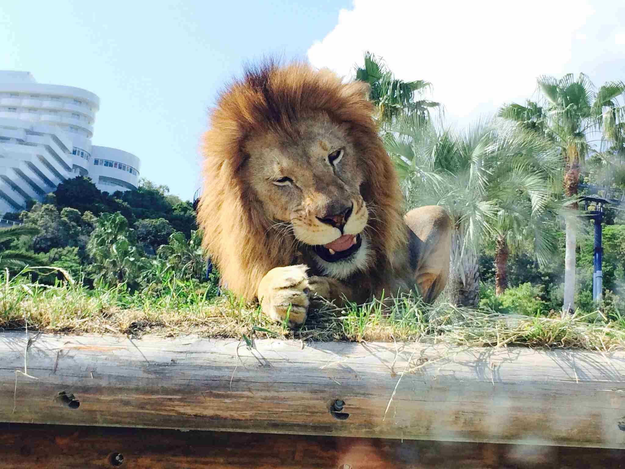 ガルちゃんで画像(サイト)を貼り付ける方法＆練習Part3