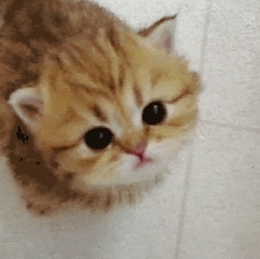 ガルちゃんで画像(サイト)を貼り付ける方法＆練習Part3