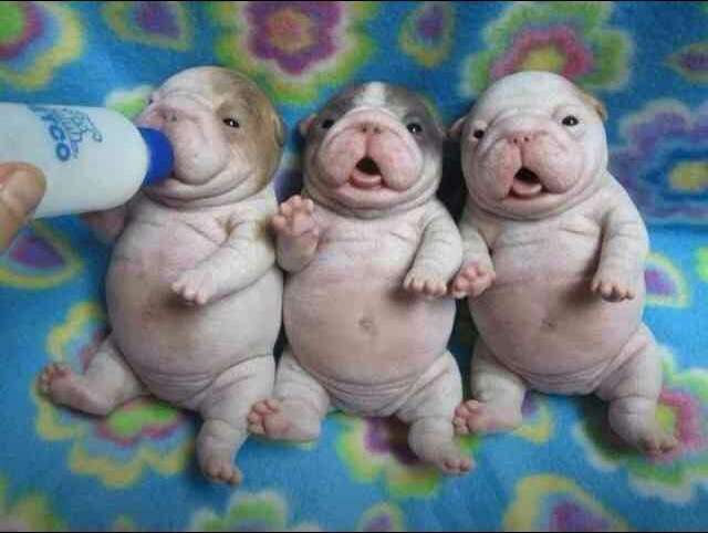 ガルちゃんで画像(サイト)を貼り付ける方法＆練習Part3