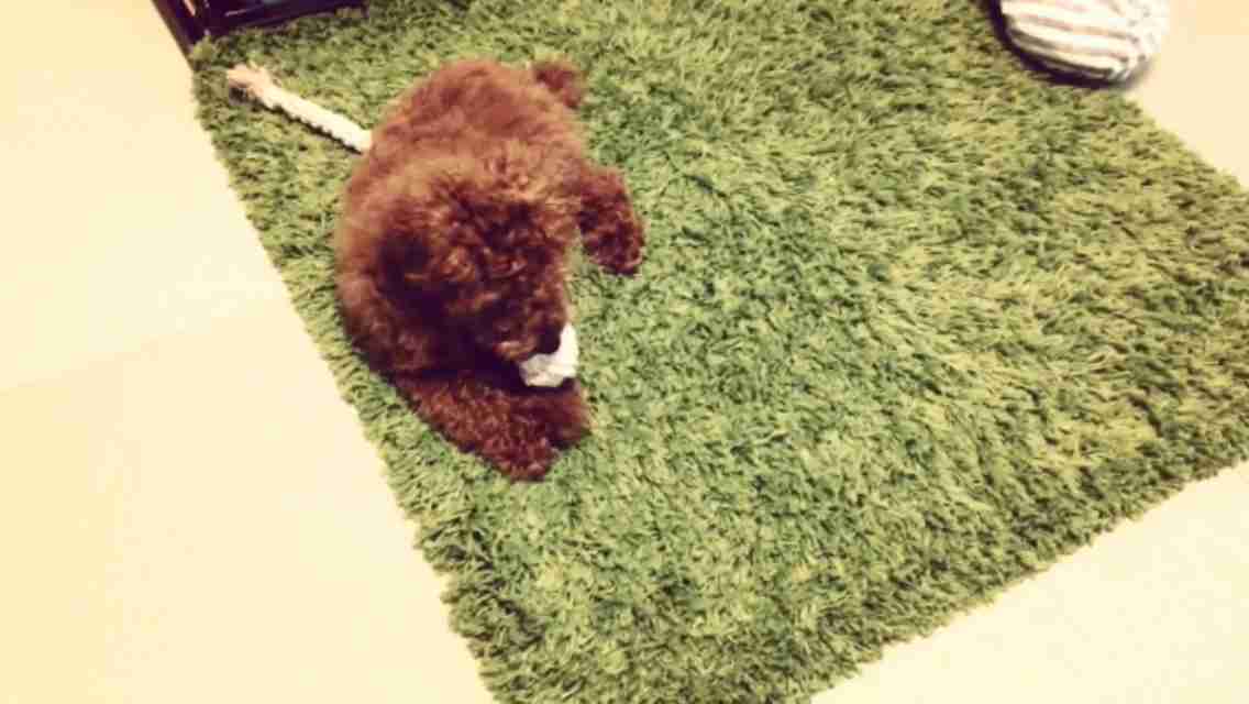 ガルちゃんで画像(サイト)を貼り付ける方法＆練習Part3