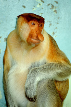 ガルちゃんで画像(サイト)を貼り付ける方法＆練習Part3