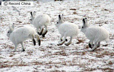 ガルちゃんで画像(サイト)を貼り付ける方法＆練習Part3