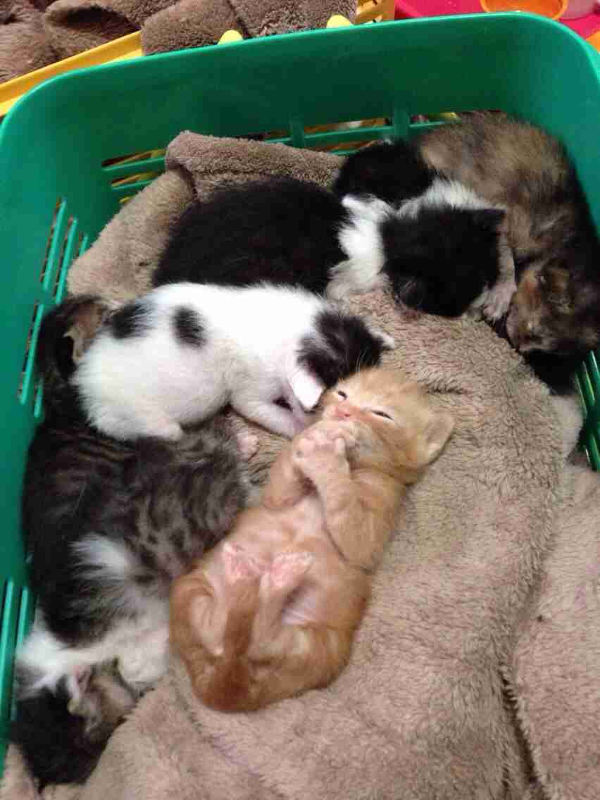 ガルちゃんで画像(サイト)を貼り付ける方法＆練習Part3