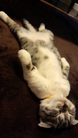 ガルちゃんで画像(サイト)を貼り付ける方法＆練習Part3