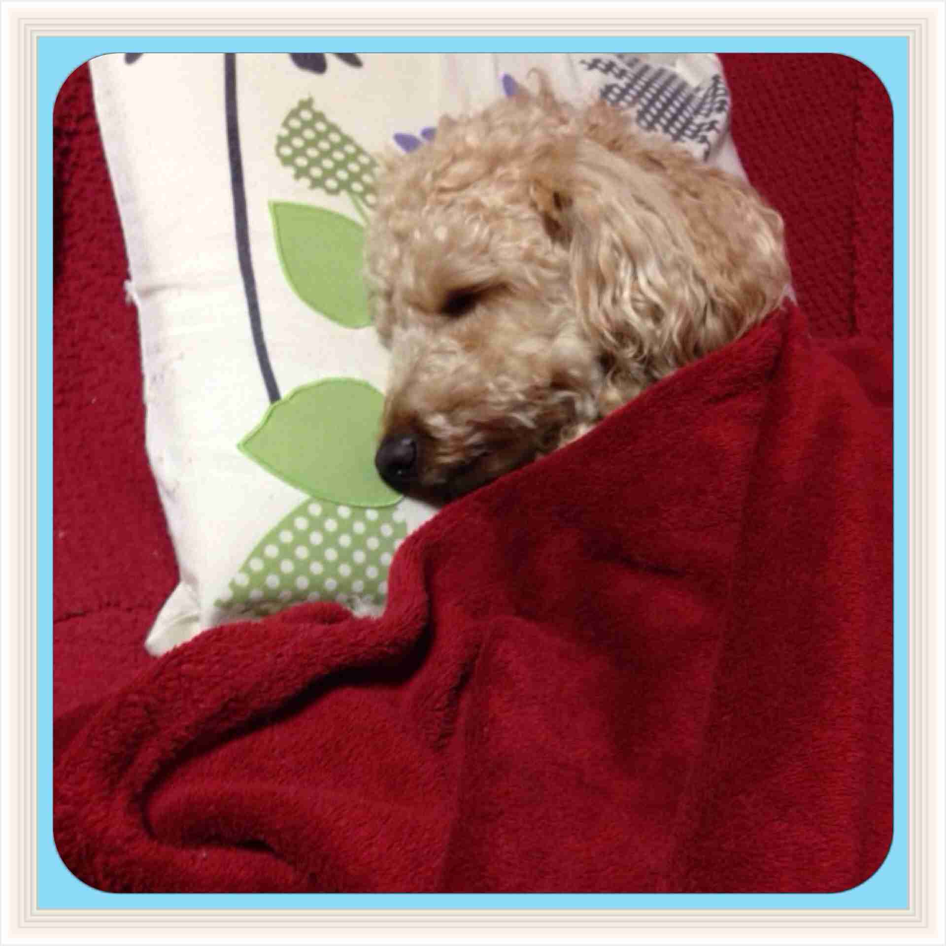 ガルちゃんで画像(サイト)を貼り付ける方法＆練習Part3