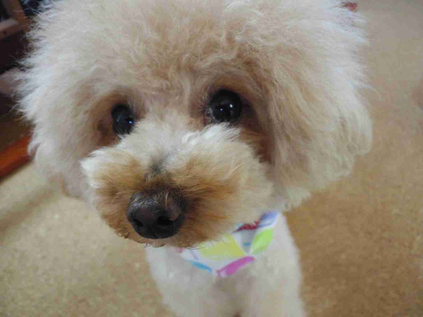 ガルちゃんで画像(サイト)を貼り付ける方法＆練習Part3