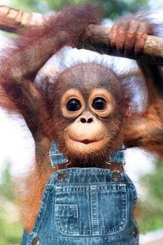 ガルちゃんで画像(サイト)を貼り付ける方法＆練習Part3