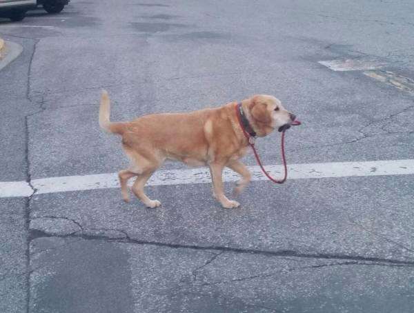 ガルちゃんで画像(サイト)を貼り付ける方法＆練習Part3