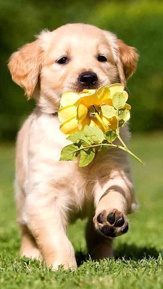 ガルちゃんで画像(サイト)を貼り付ける方法＆練習Part3