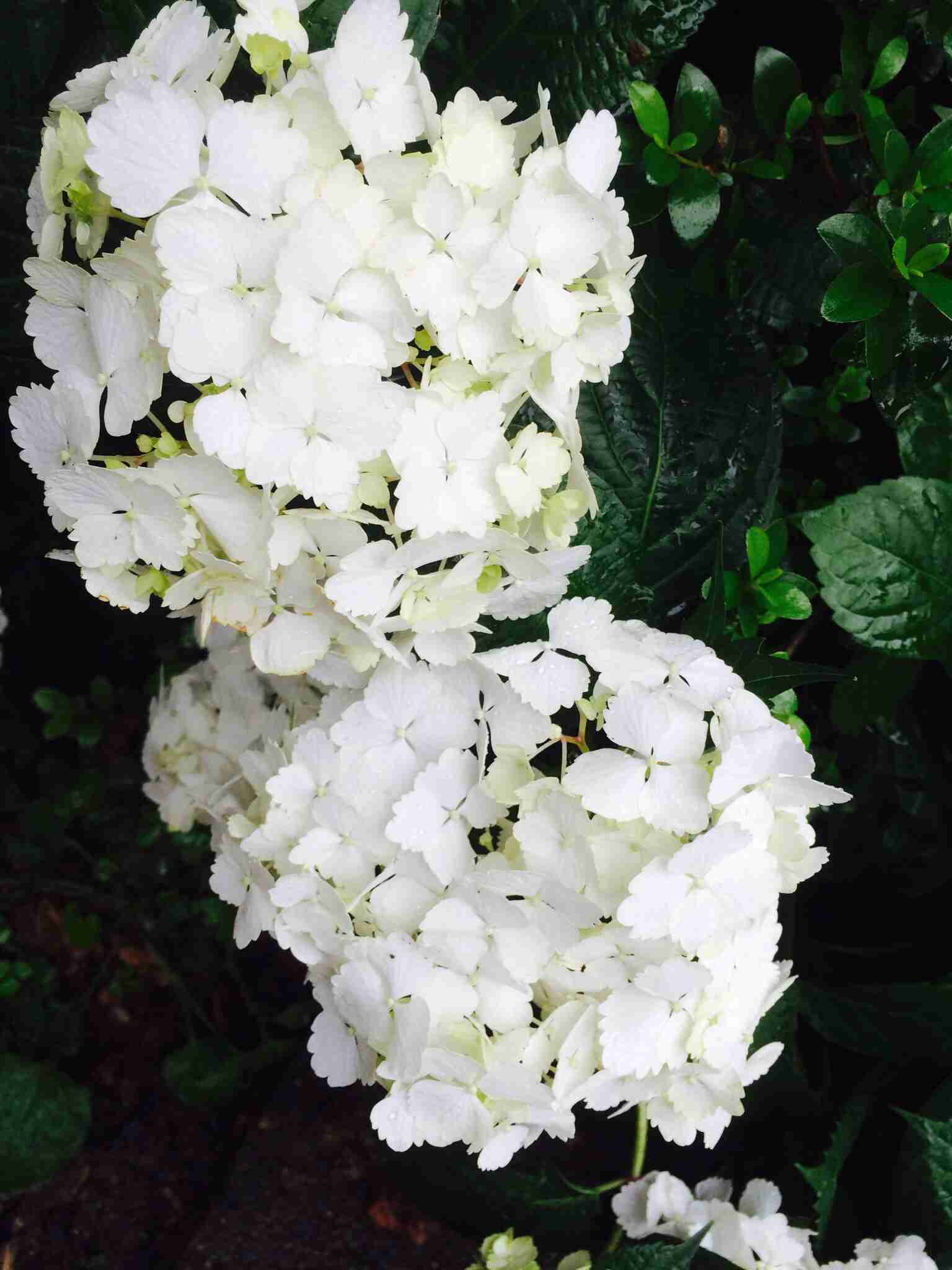 ガルちゃんで画像(サイト)を貼り付ける方法＆練習Part3