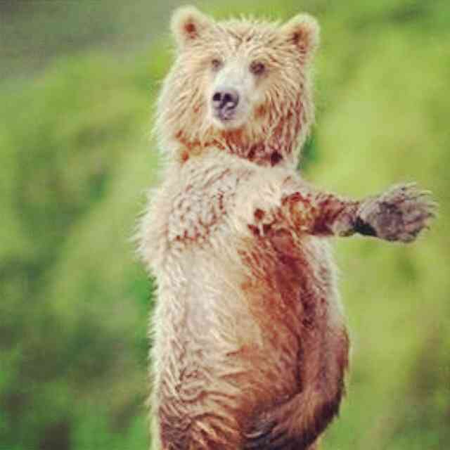 ガルちゃんで画像(サイト)を貼り付ける方法＆練習Part3