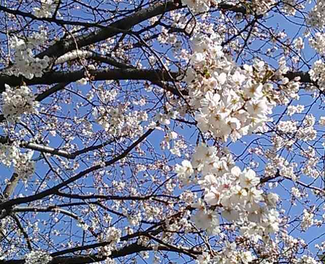 ガルちゃんで画像(サイト)を貼り付ける方法＆練習Part3