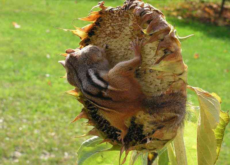 ガルちゃんで画像(サイト)を貼り付ける方法＆練習Part3