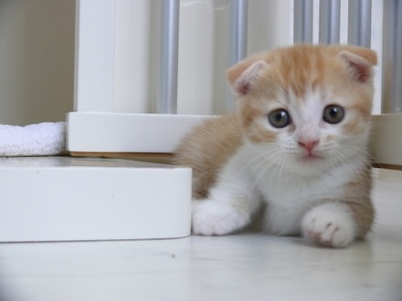 ガルちゃんで画像(サイト)を貼り付ける方法＆練習Part3