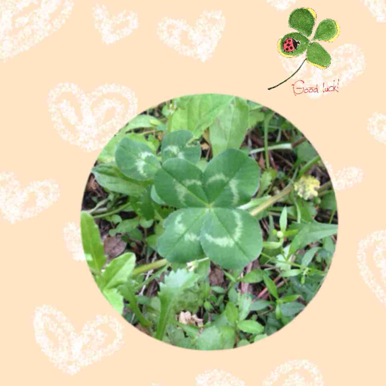 ガルちゃんで画像(サイト)を貼り付ける方法＆練習Part3