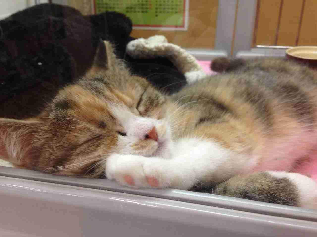 ガルちゃんで画像(サイト)を貼り付ける方法＆練習Part3