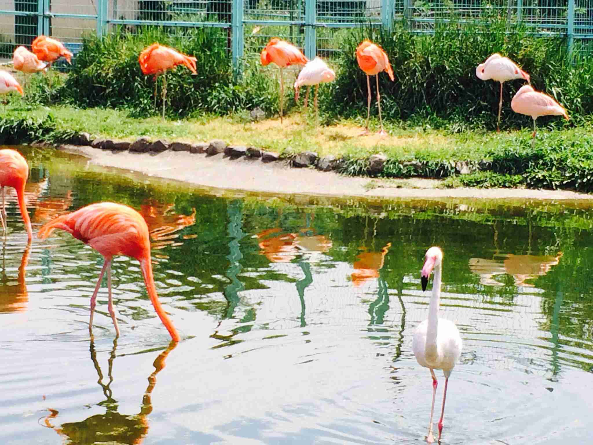 ガルちゃんで画像(サイト)を貼り付ける方法＆練習Part3