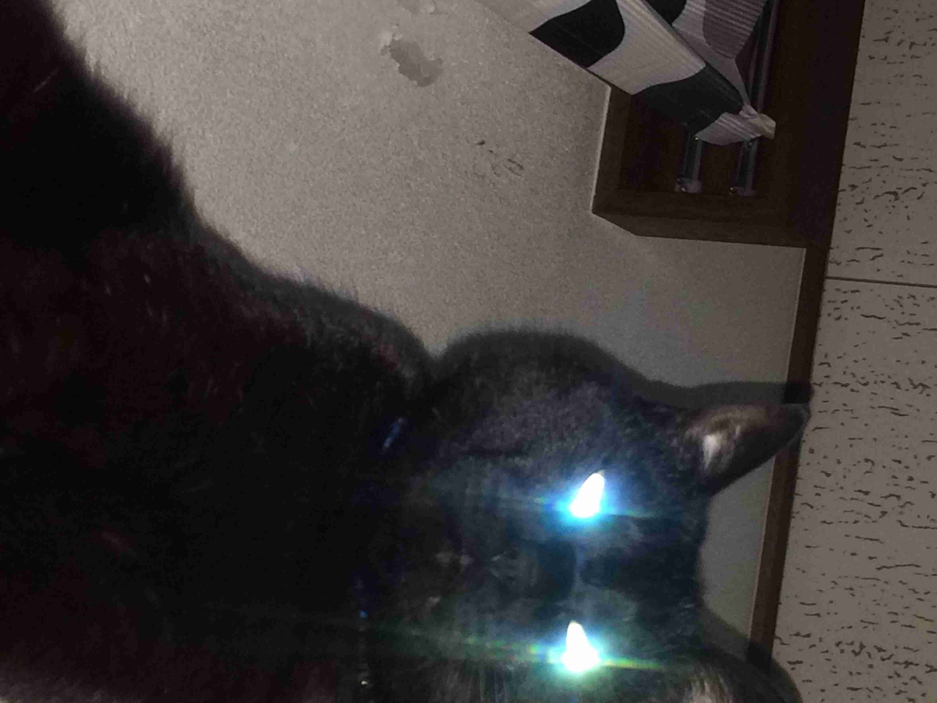 ガルちゃんで画像(サイト)を貼り付ける方法＆練習Part3