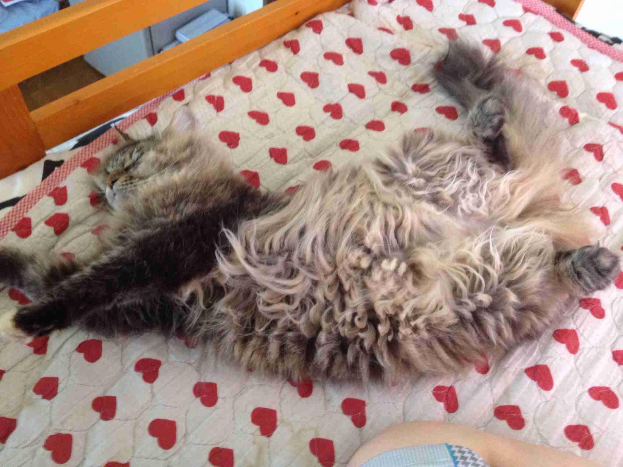 ガルちゃんで画像(サイト)を貼り付ける方法＆練習Part3