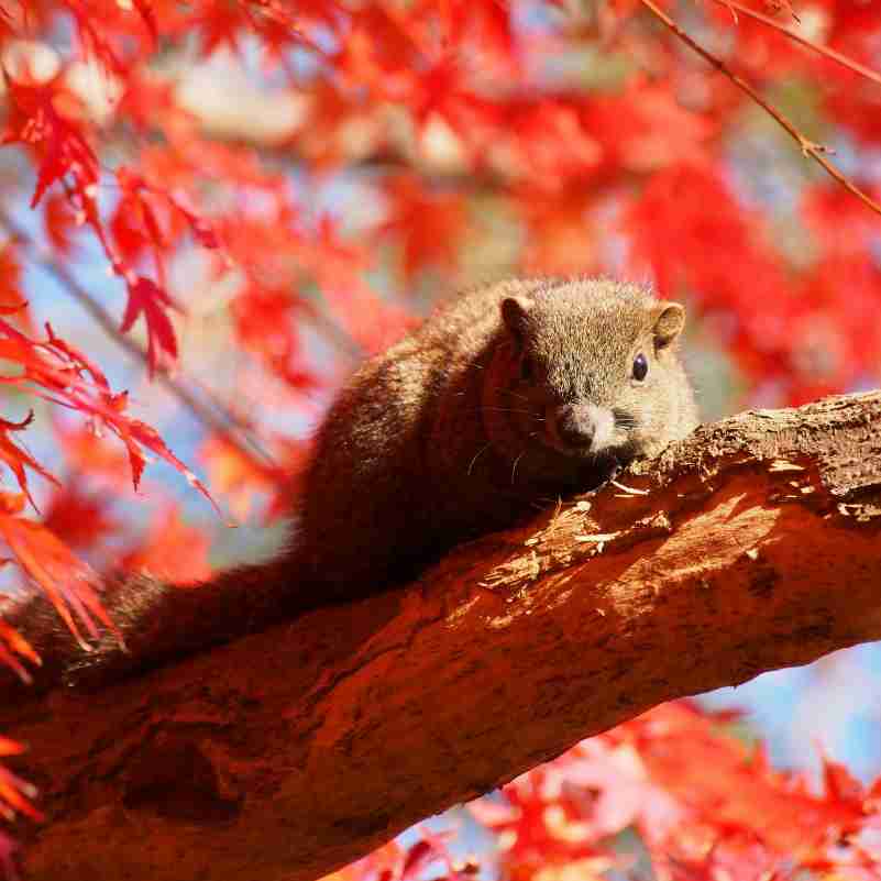 ガルちゃんで画像(サイト)を貼り付ける方法＆練習Part3