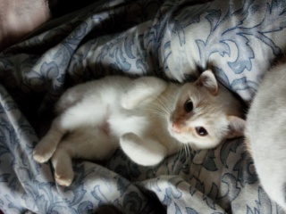 ガルちゃんで画像(サイト)を貼り付ける方法＆練習Part3