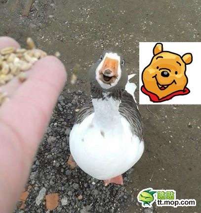 ガルちゃんで画像(サイト)を貼り付ける方法＆練習Part3