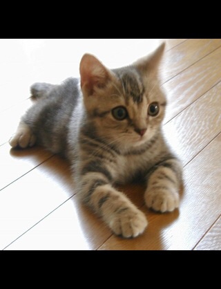 ガルちゃんで画像(サイト)を貼り付ける方法＆練習Part3