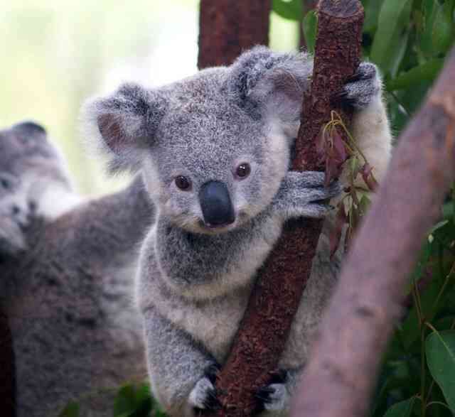 ガルちゃんで画像(サイト)を貼り付ける方法＆練習Part3