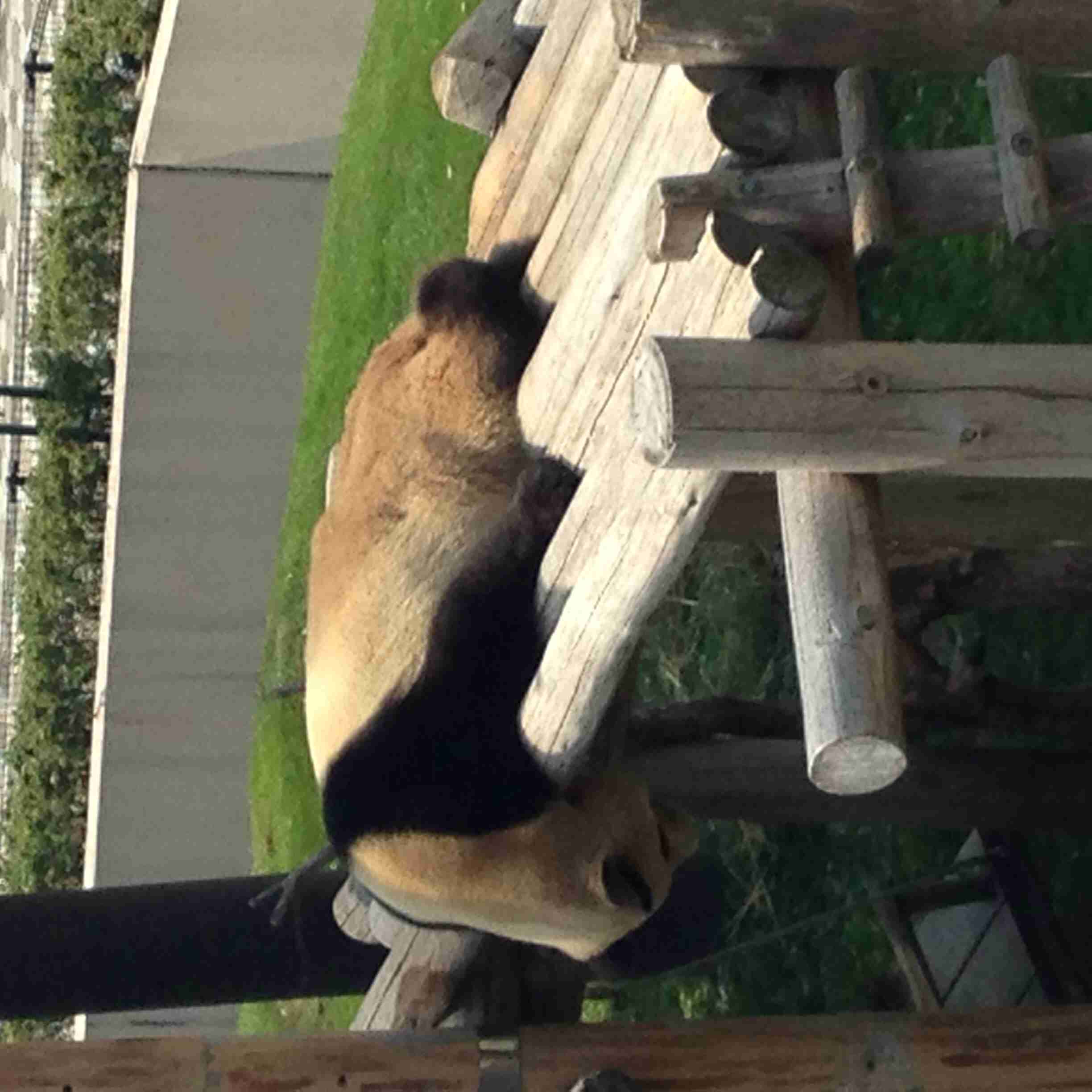 ガルちゃんで画像(サイト)を貼り付ける方法＆練習Part3