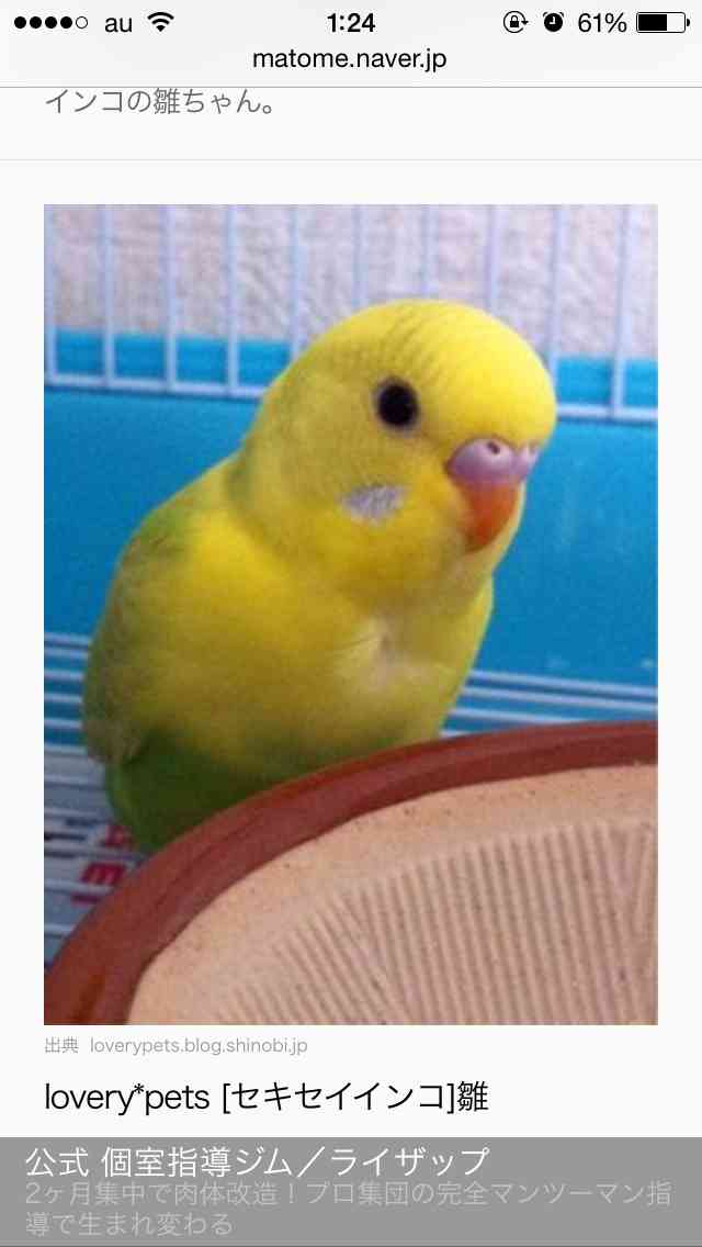 ガルちゃんで画像(サイト)を貼り付ける方法＆練習Part3