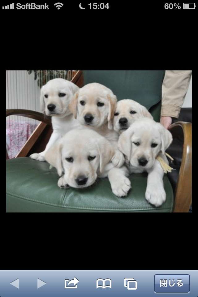 ガルちゃんで画像(サイト)を貼り付ける方法＆練習Part3