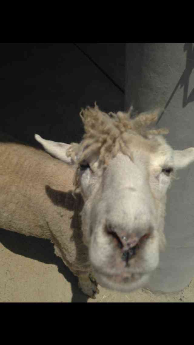 ガルちゃんで画像(サイト)を貼り付ける方法＆練習Part3